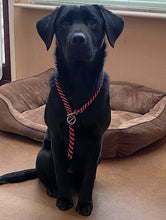 Load image into Gallery viewer, 8mm Training Collar