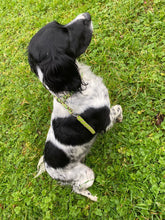 Load image into Gallery viewer, 8mm Training Collar