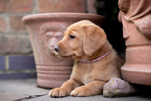 Load image into Gallery viewer, Whelping Collar