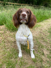 Load image into Gallery viewer, 4mm Training Collar