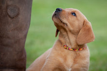 Load image into Gallery viewer, Whelping Collar