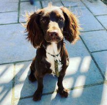 Load image into Gallery viewer, 4mm Training Collar