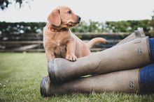 Load image into Gallery viewer, Whelping Collar