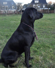 Load image into Gallery viewer, 4mm Training Collar