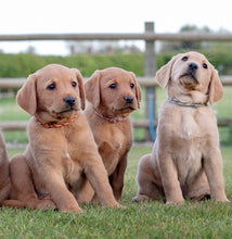 Load image into Gallery viewer, Whelping Collar