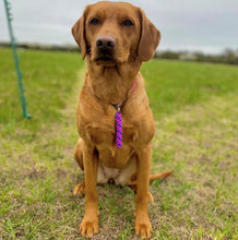 Load image into Gallery viewer, 4mm Training Collar