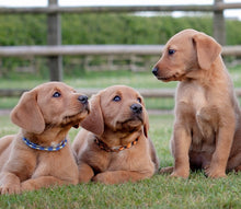 Load image into Gallery viewer, Whelping Collar