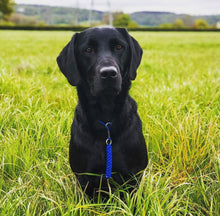 Load image into Gallery viewer, 4mm Training Collar
