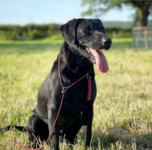 Load image into Gallery viewer, 4mm Training Collar