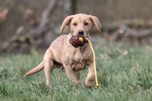 Load image into Gallery viewer, Dummy Balls