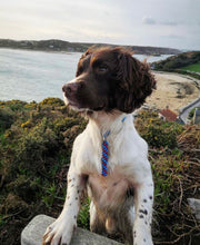 Load image into Gallery viewer, 4mm Training Collar