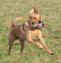 Load image into Gallery viewer, 8mm Training Collar