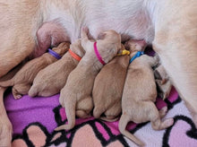 Load image into Gallery viewer, Whelping Collar