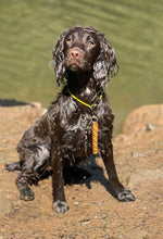 Load image into Gallery viewer, 4mm Training Collar