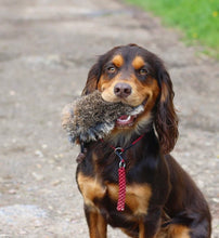 Load image into Gallery viewer, 4mm Training Collar