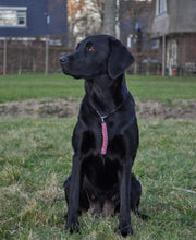 Load image into Gallery viewer, 4mm Training Collar