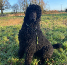 Load image into Gallery viewer, 3 Strand Woven Training Collar