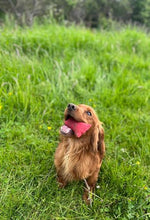 Load image into Gallery viewer, Quail dummy