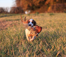 Load image into Gallery viewer, Pheasant Pelt